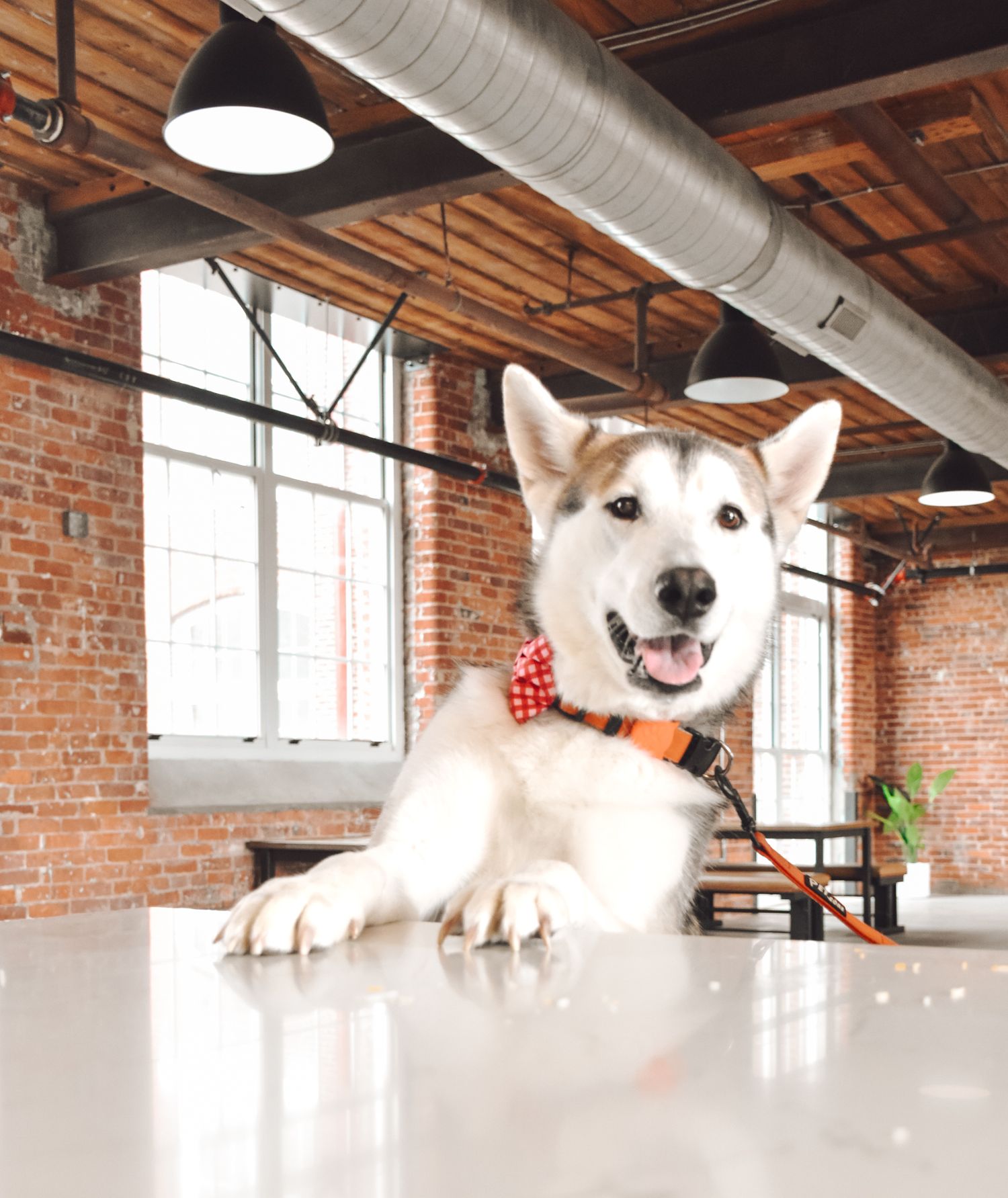 Sequence of husky dog faces peering over white desk showing various happy and curious expressions.