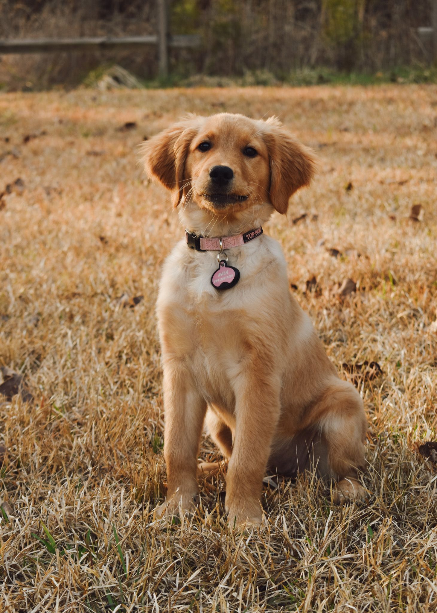 Golden retriever puppy poses proudly wearing collar in golden autumn field.