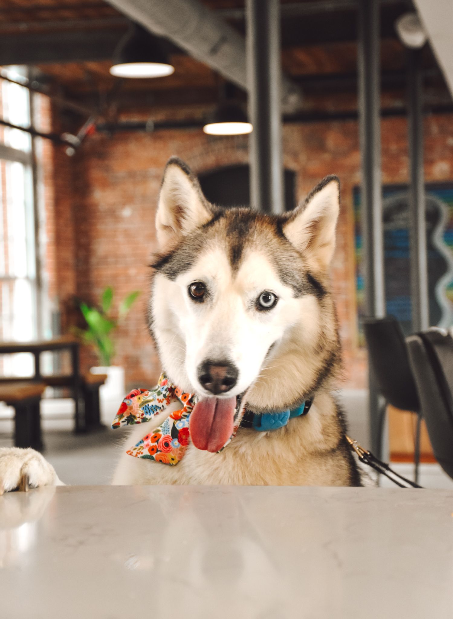 Playful series of husky dog expressions looking over a desk in an indoor office setting with exposed brick walls.
