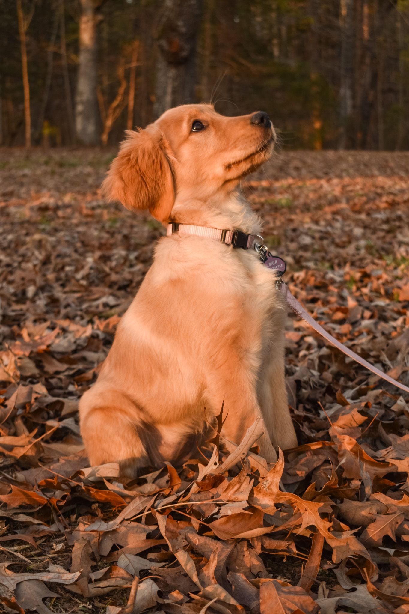 A golden retriever puppy sits alert in fallen leaves during autumn.