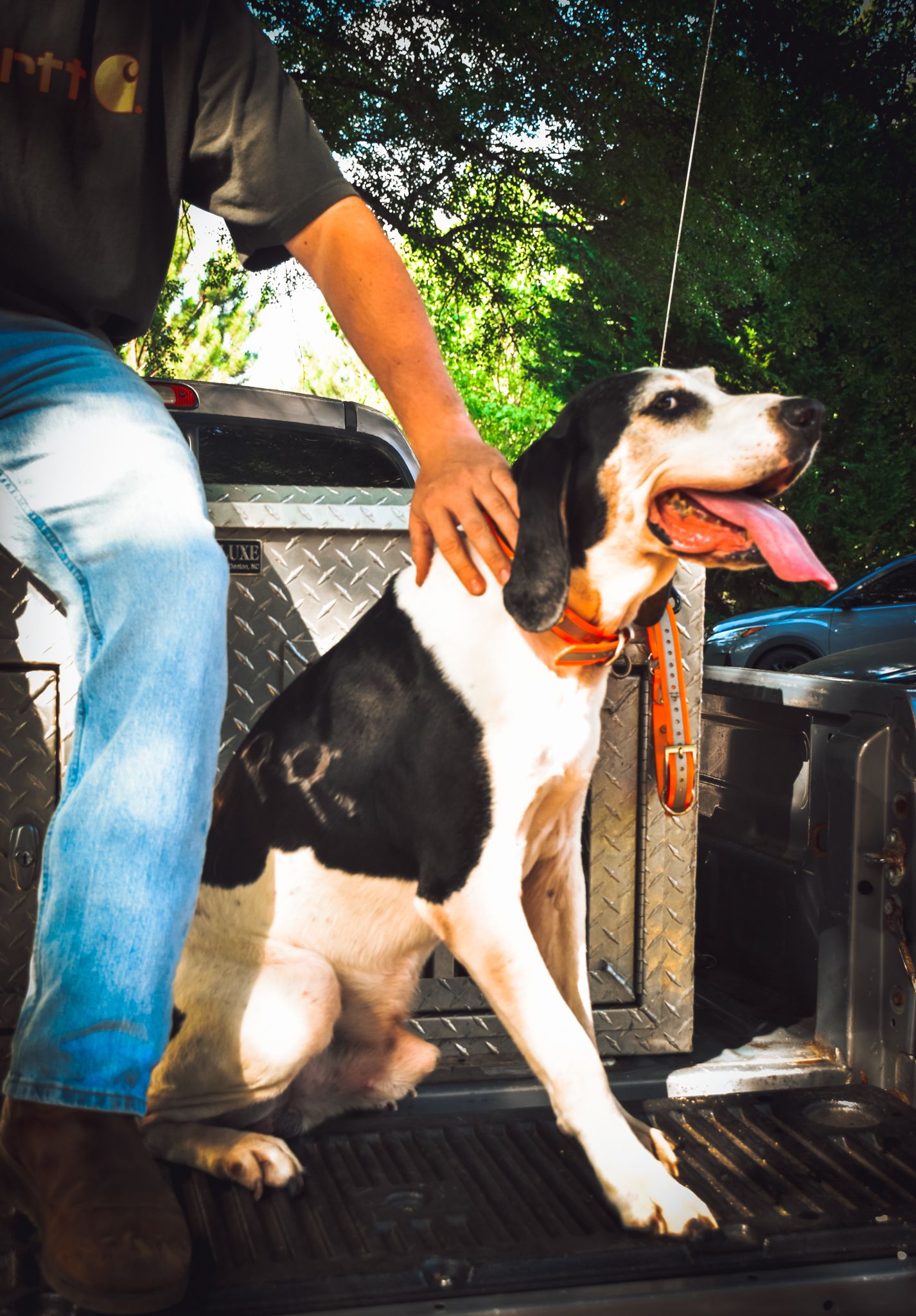 Black and white hound dog stands on truck bed while being petted.