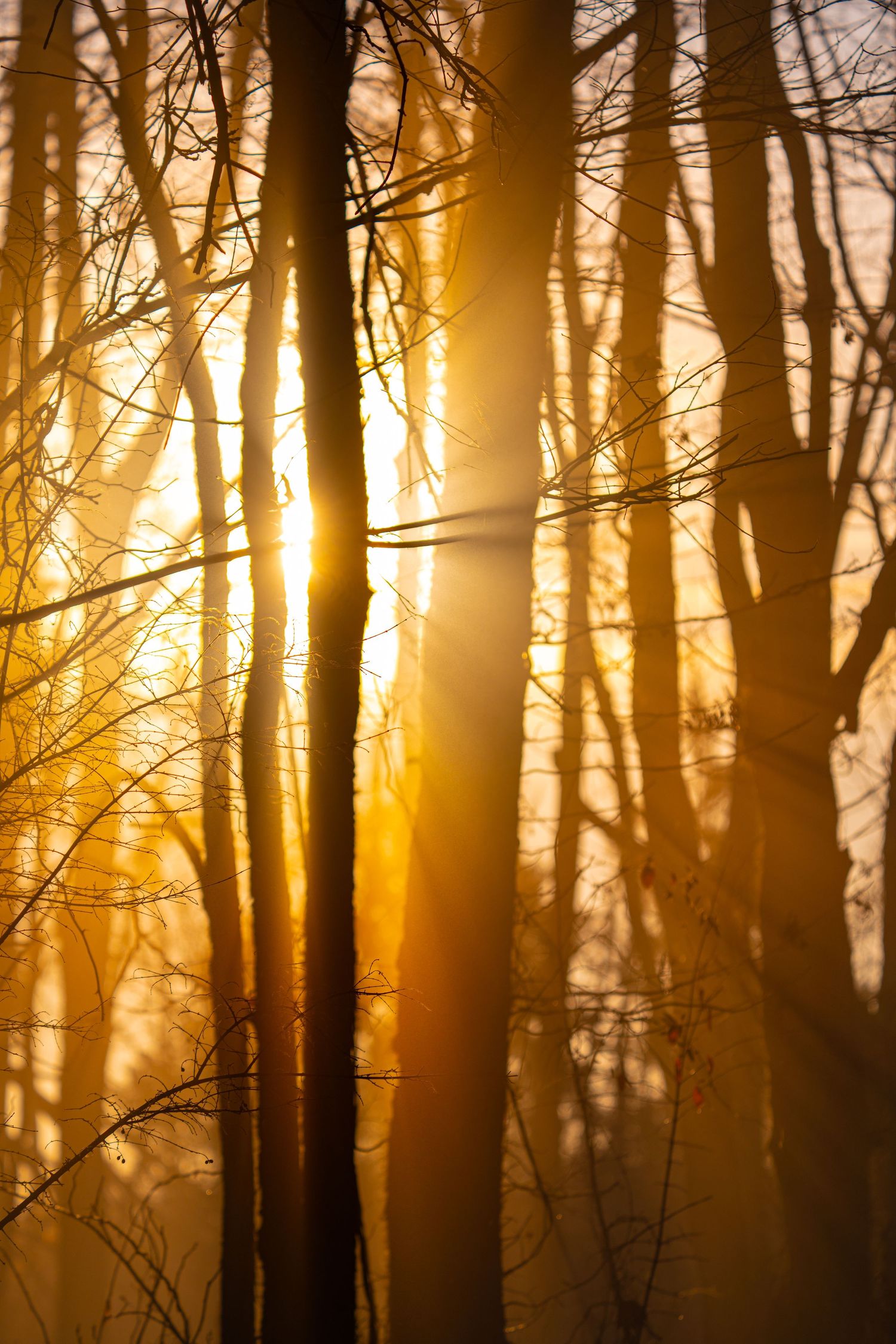 Sunrise, sunrays coming through trees