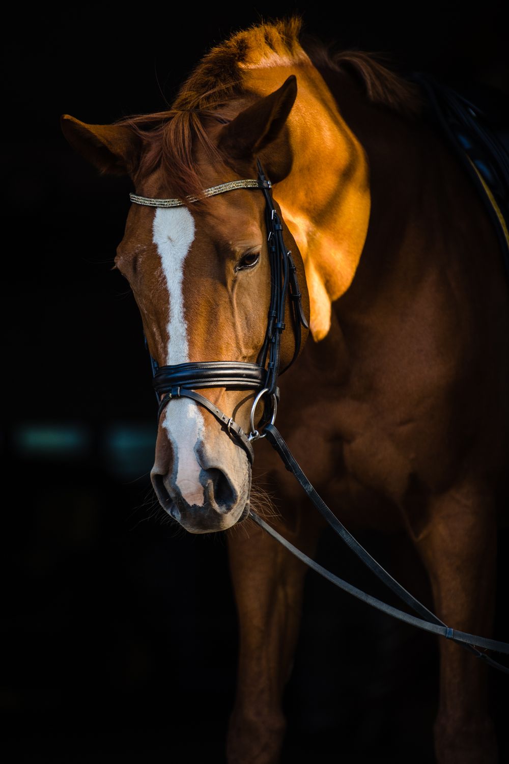 Rhode Island Equine photographer
life style portraits