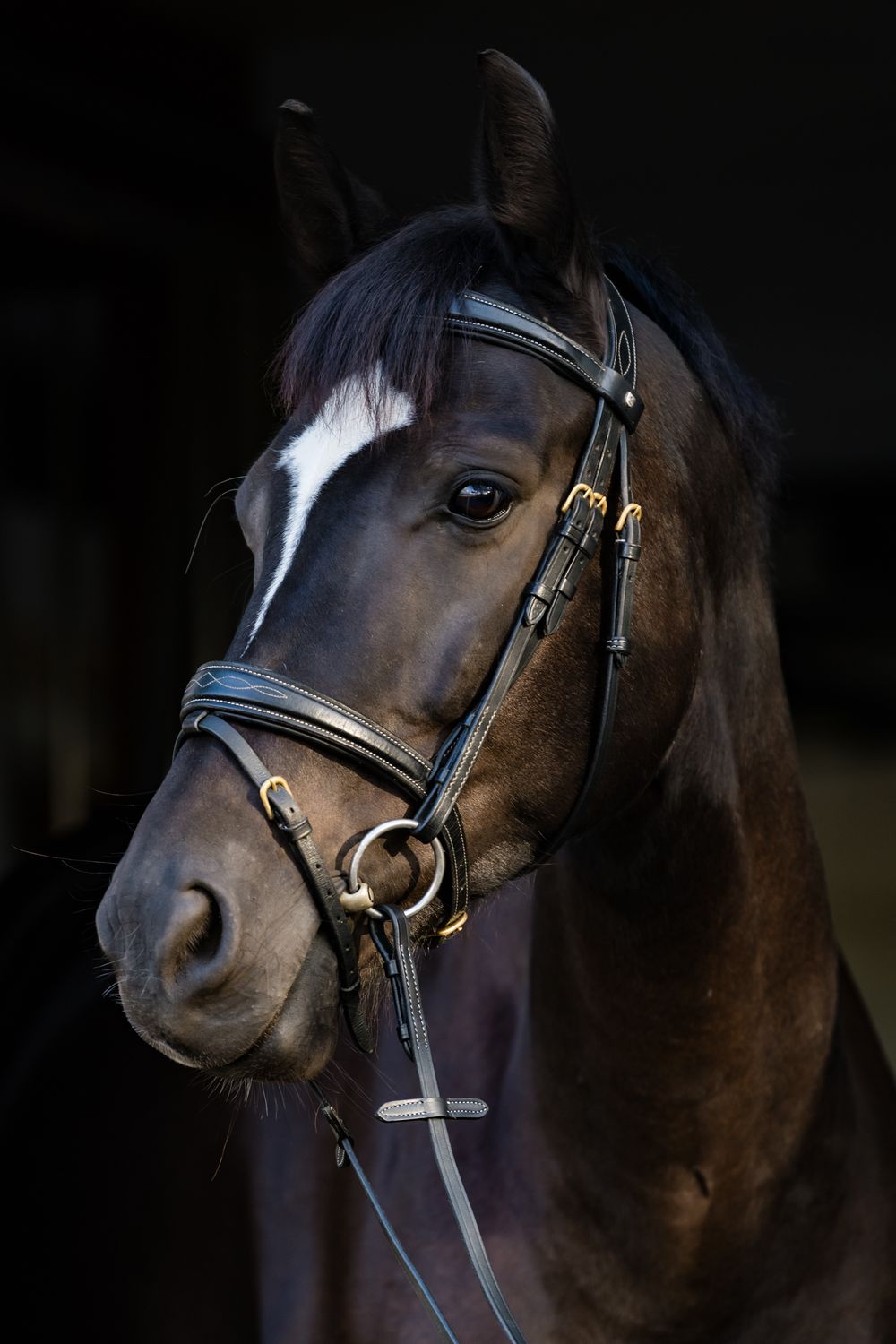 Rhode Island Equine photographer
life style portraits