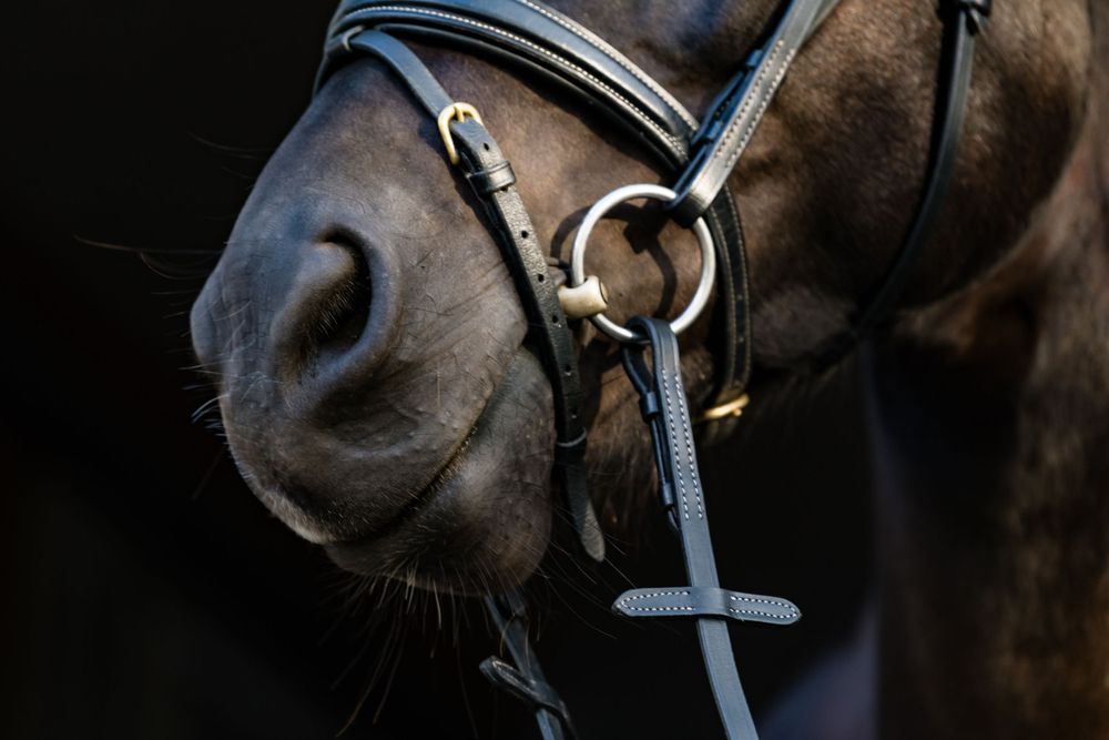 Rhode Island Equine photographer
life style portraits