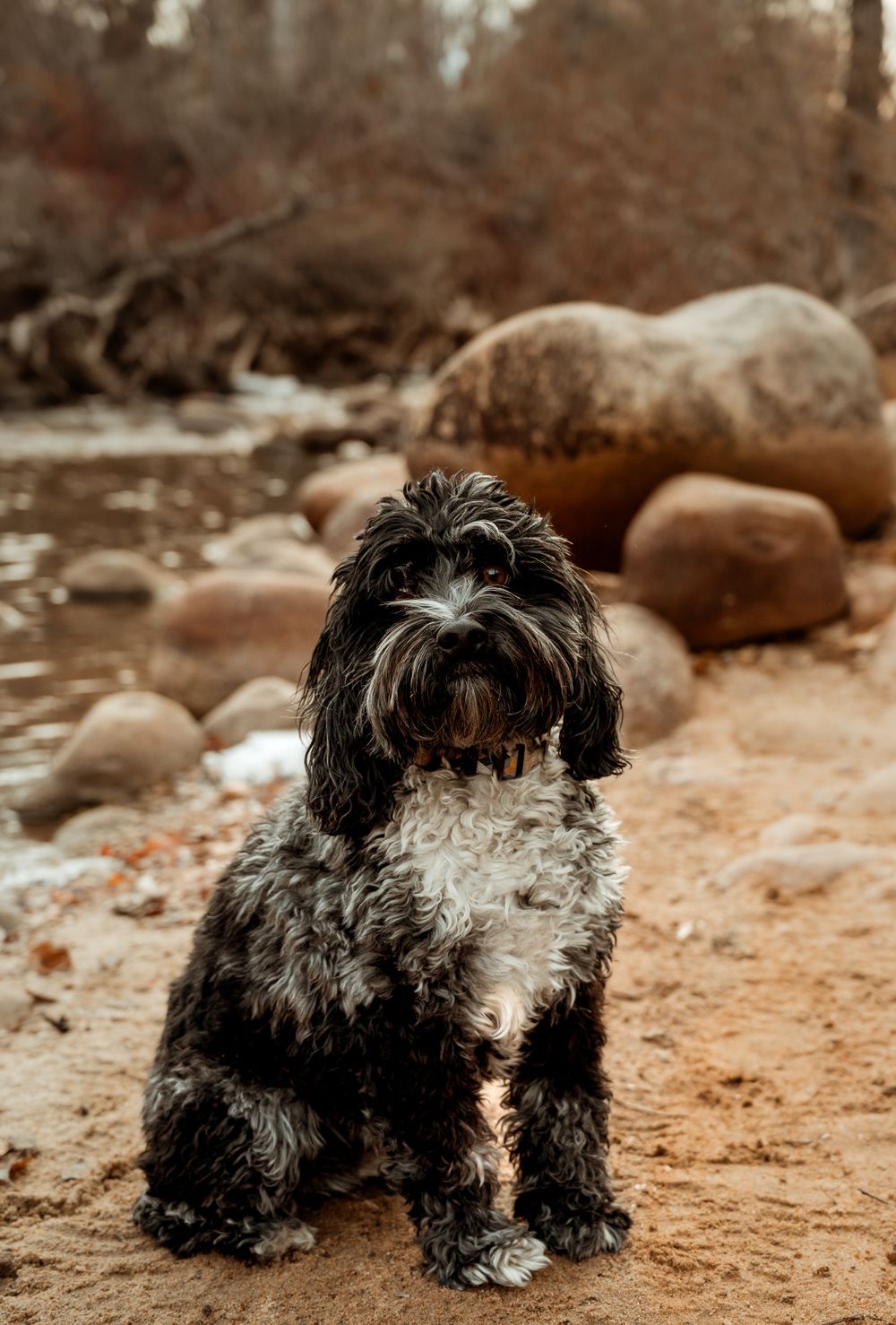 A black and white shaggy dog sits on sandy ground near rocks.