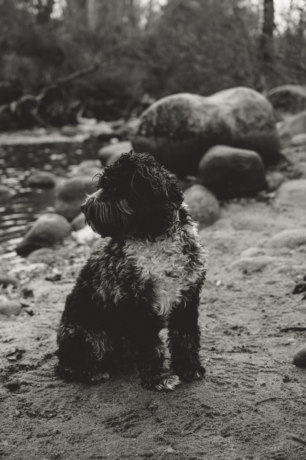 Black and white photo series of a small furry animal resting on sandy ground.