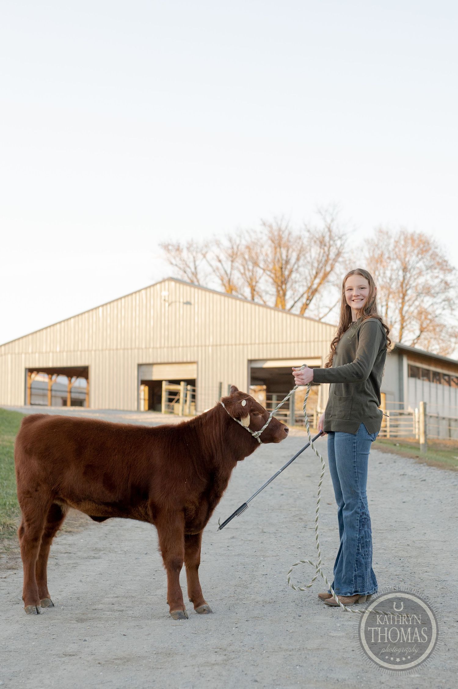 A young brown calf on a lead stands on a path with rural farm buildings in the background.