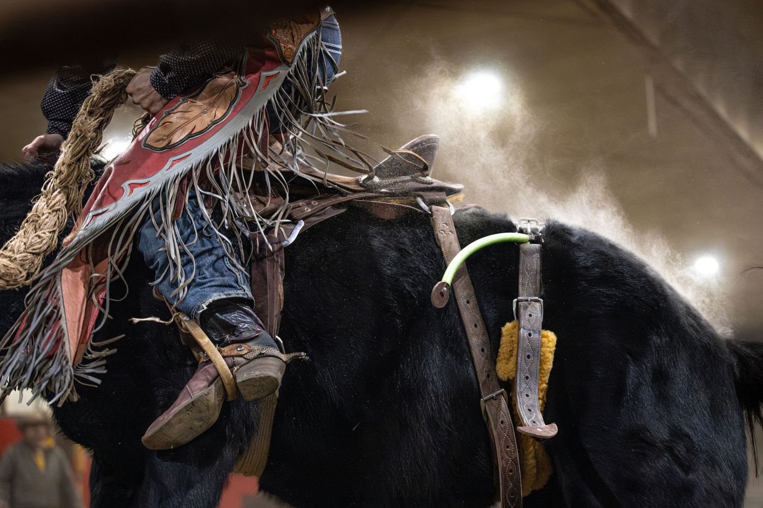 Detail shot of rodeo gear and leather chaps on a black horse in indoor arena lighting.