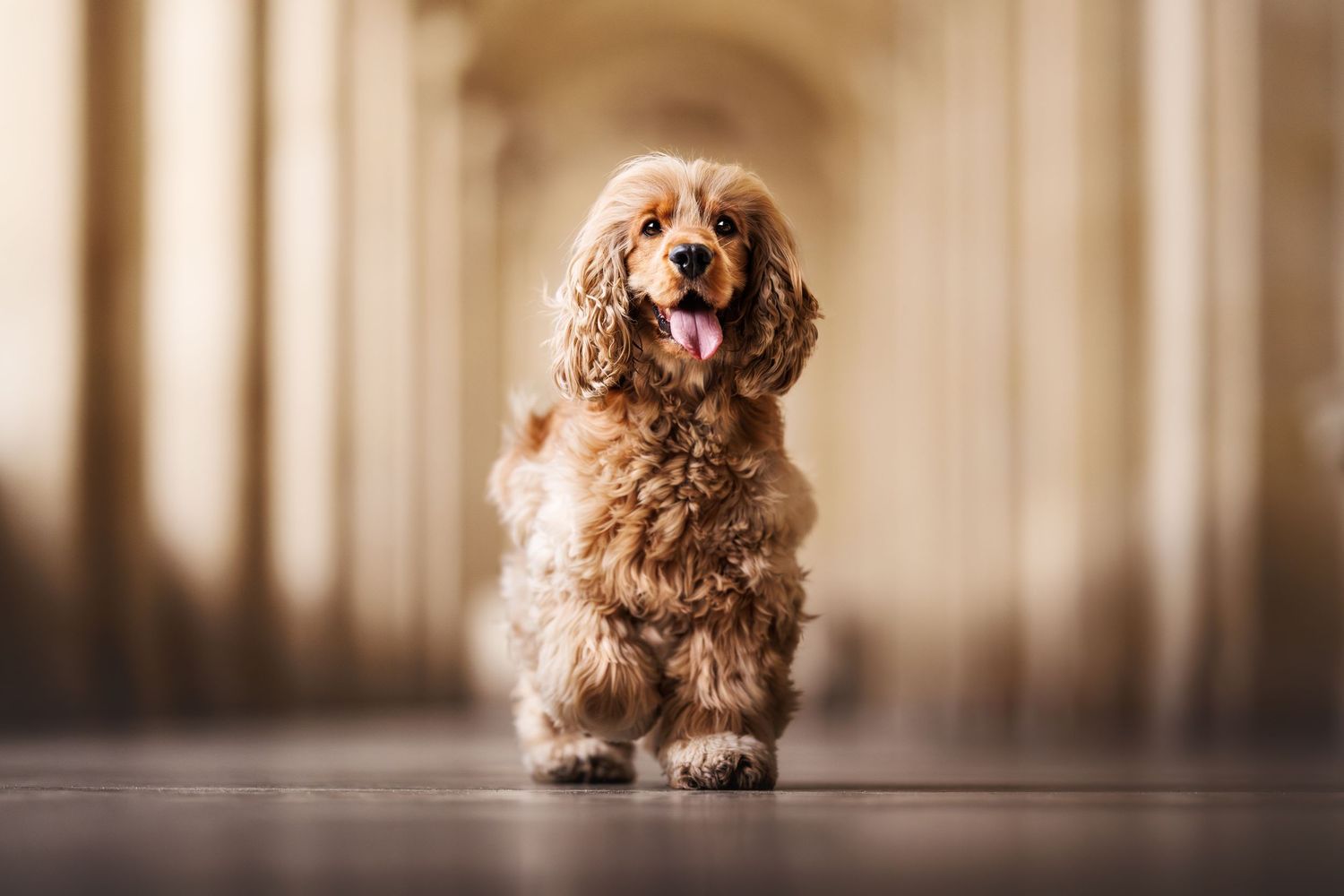 Cocker Spaniel sitting in a hallway with soft architectural lighting.