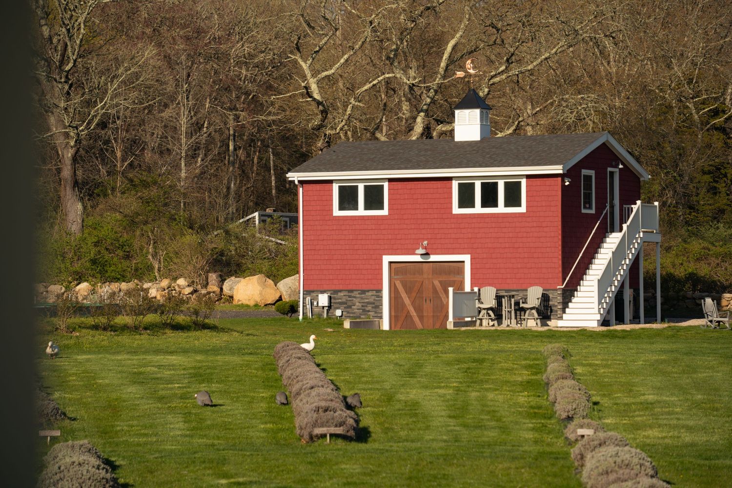 Red barn-style house behind rows of vibrant lavender plants in a scenic countryside setting.