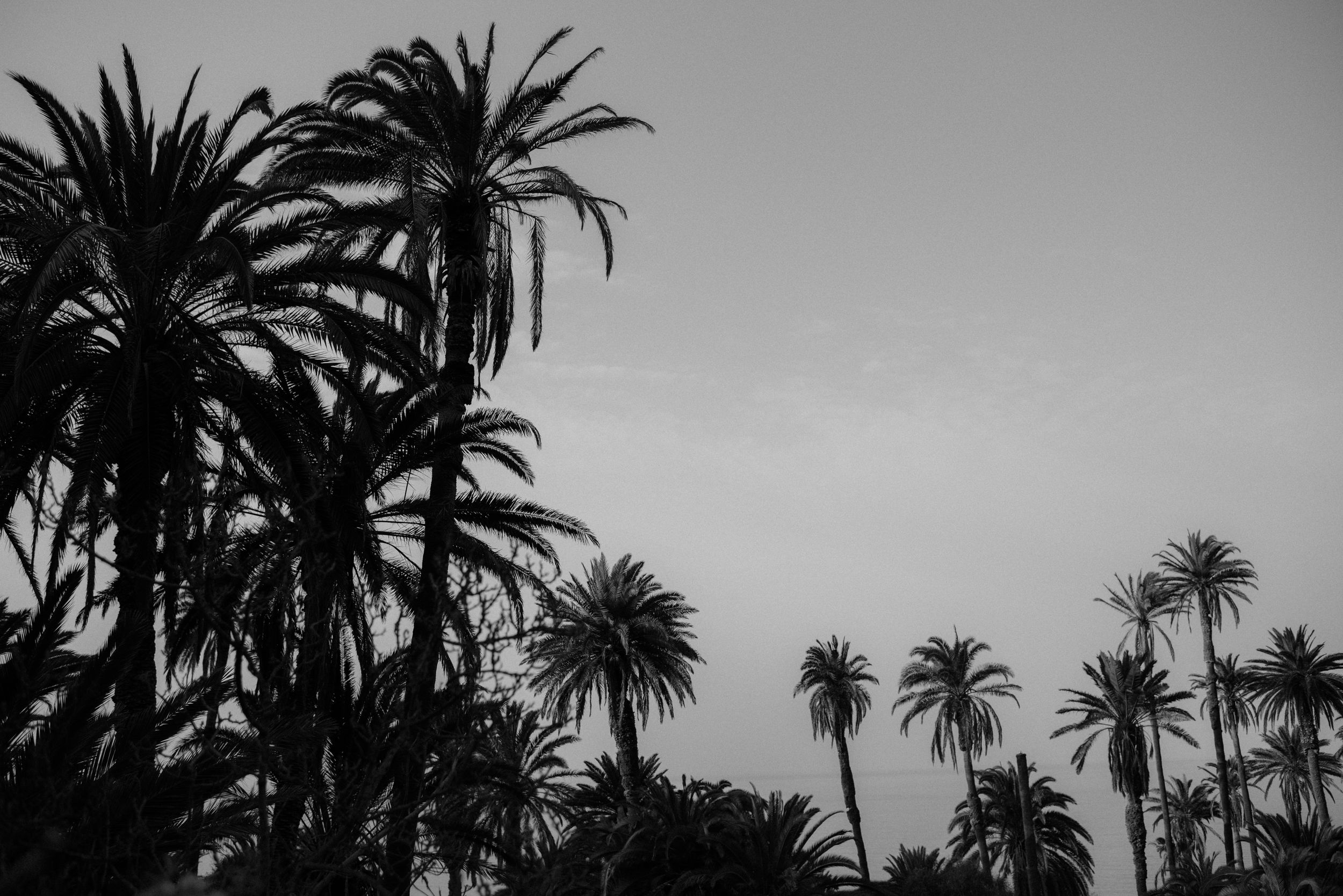 Black and white silhouette of tall palm trees against a moody sky in a tropical landscape.