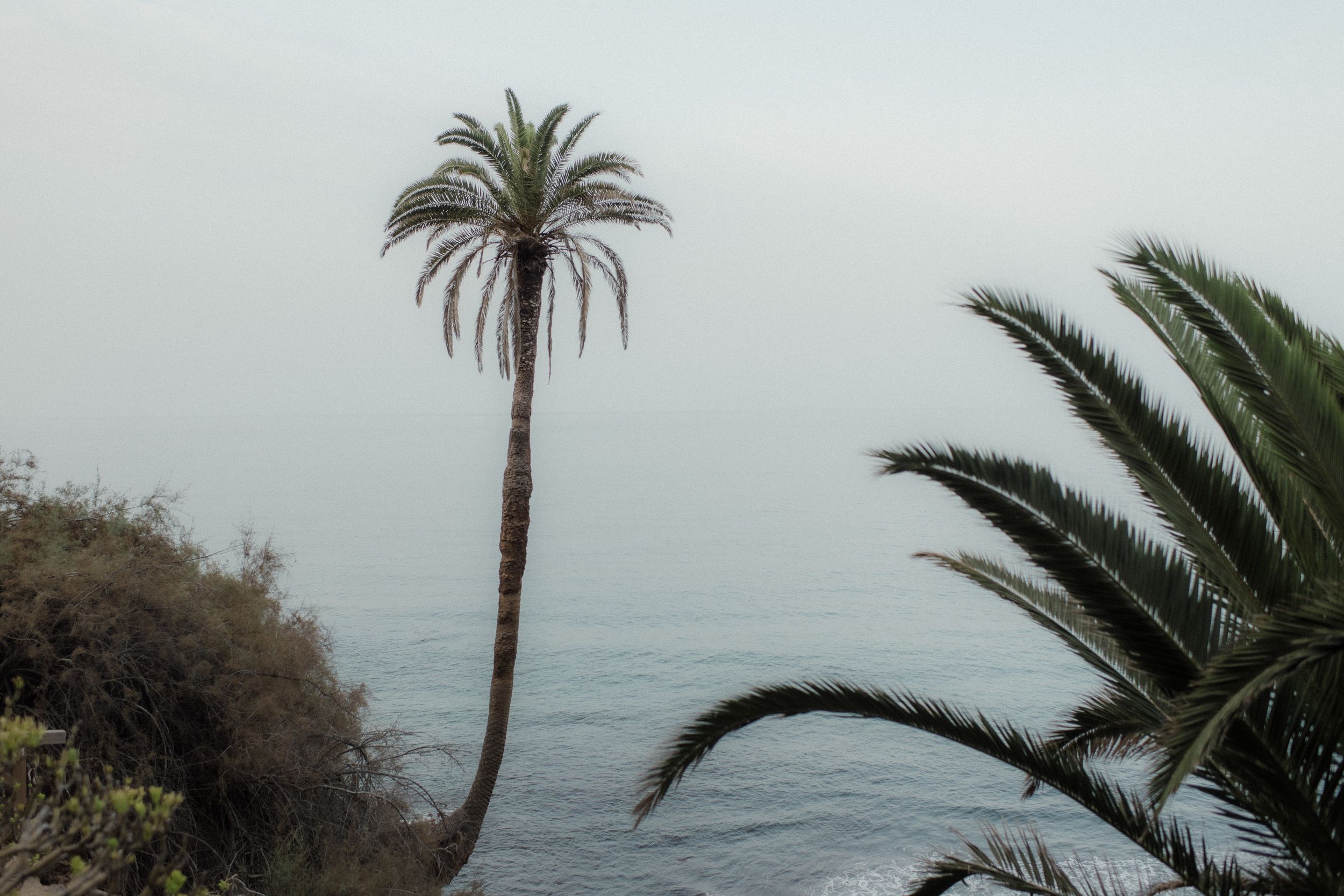 Palm trees sway against a cloudy sky along a rugged coastal shoreline.