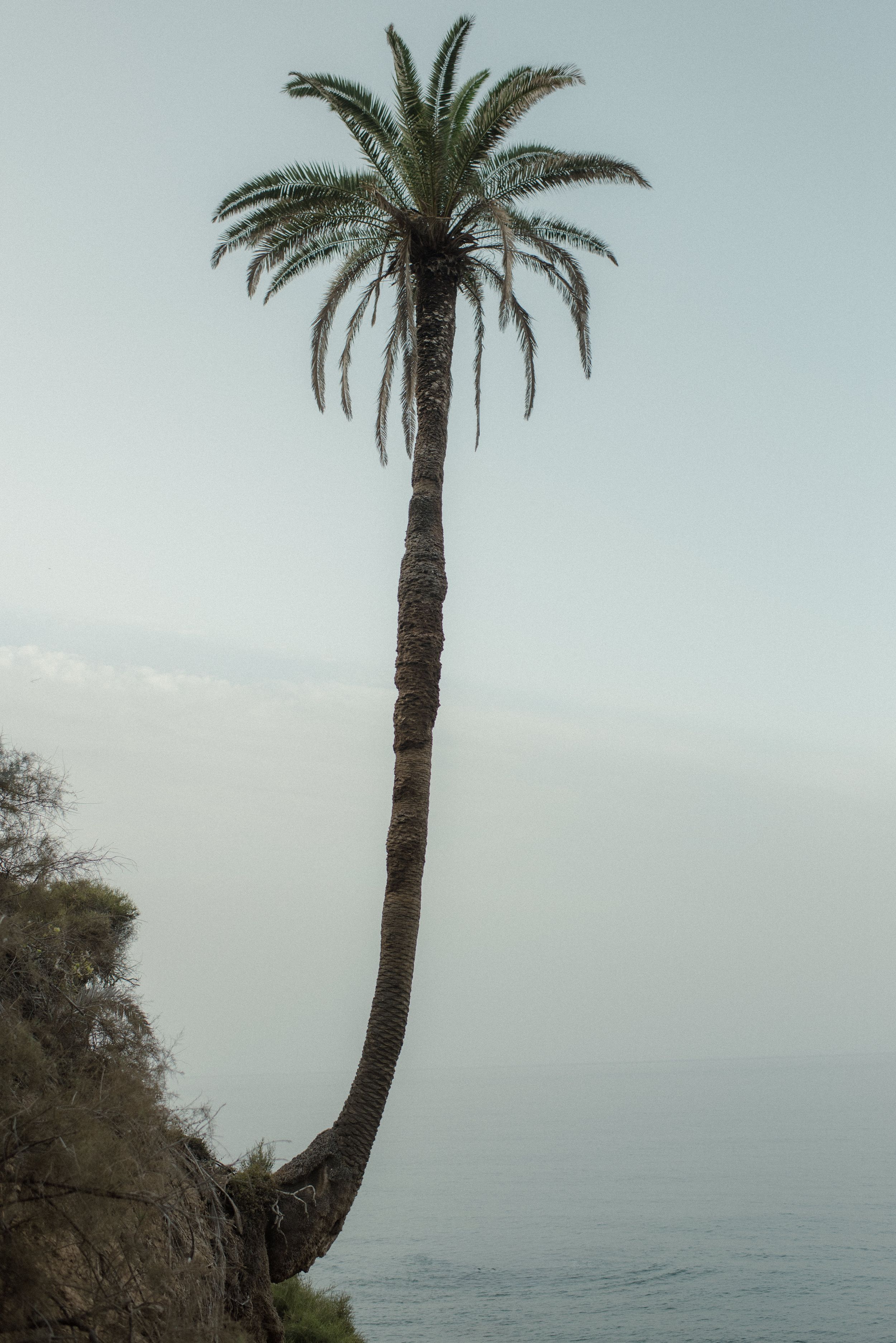 Palm trees line a misty coastline with ocean views on a cloudy day.