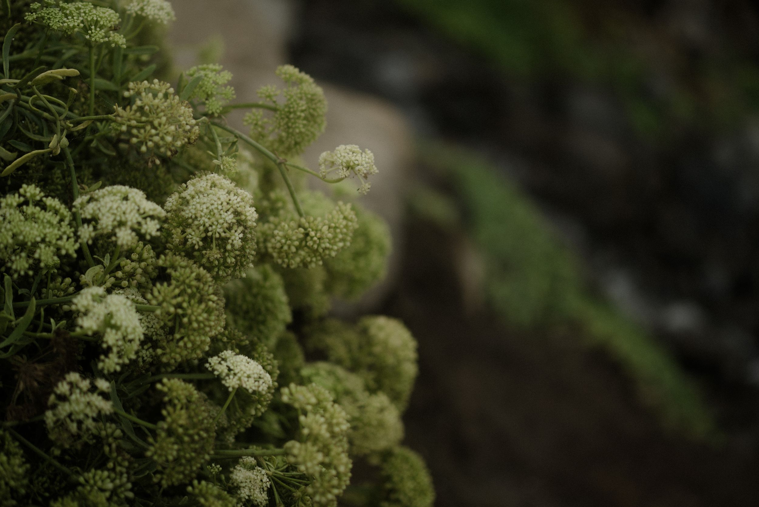 White Queen Anne's lace wildflowers bloom against a dark natural background in a dreamy outdoor setting.