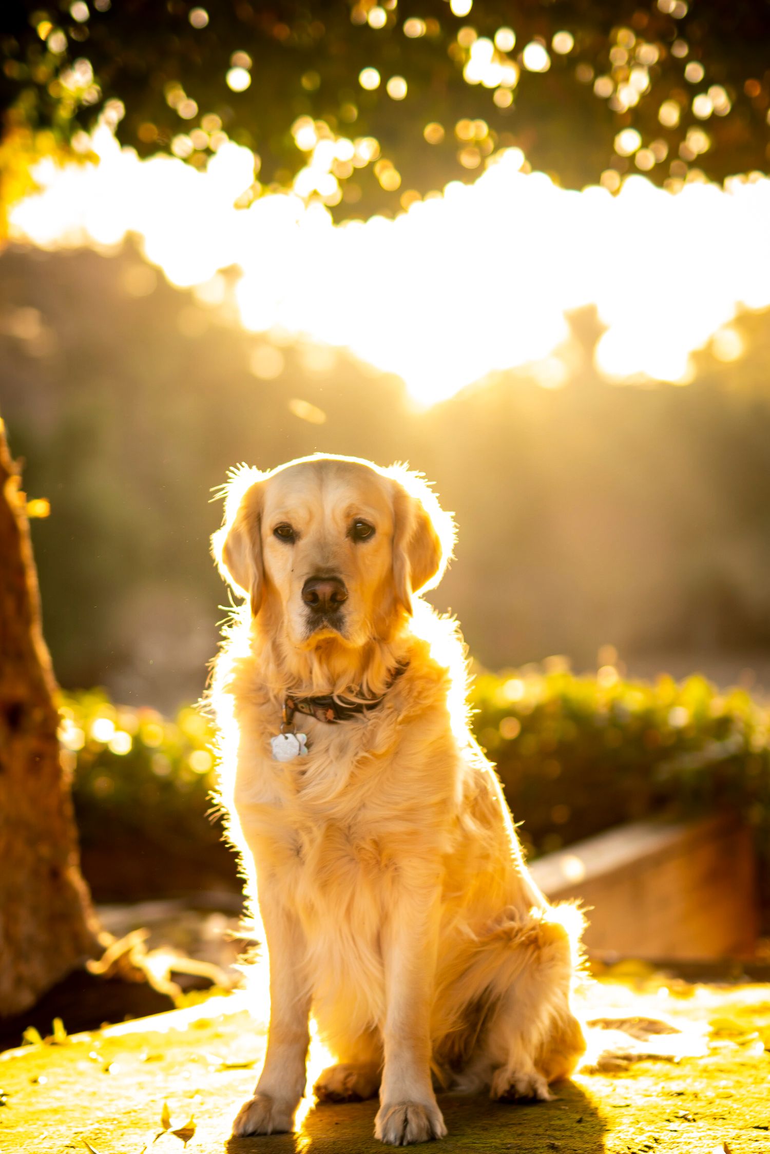 Golden retriever sitting in warm sunset light with glowing bokeh effect in background.