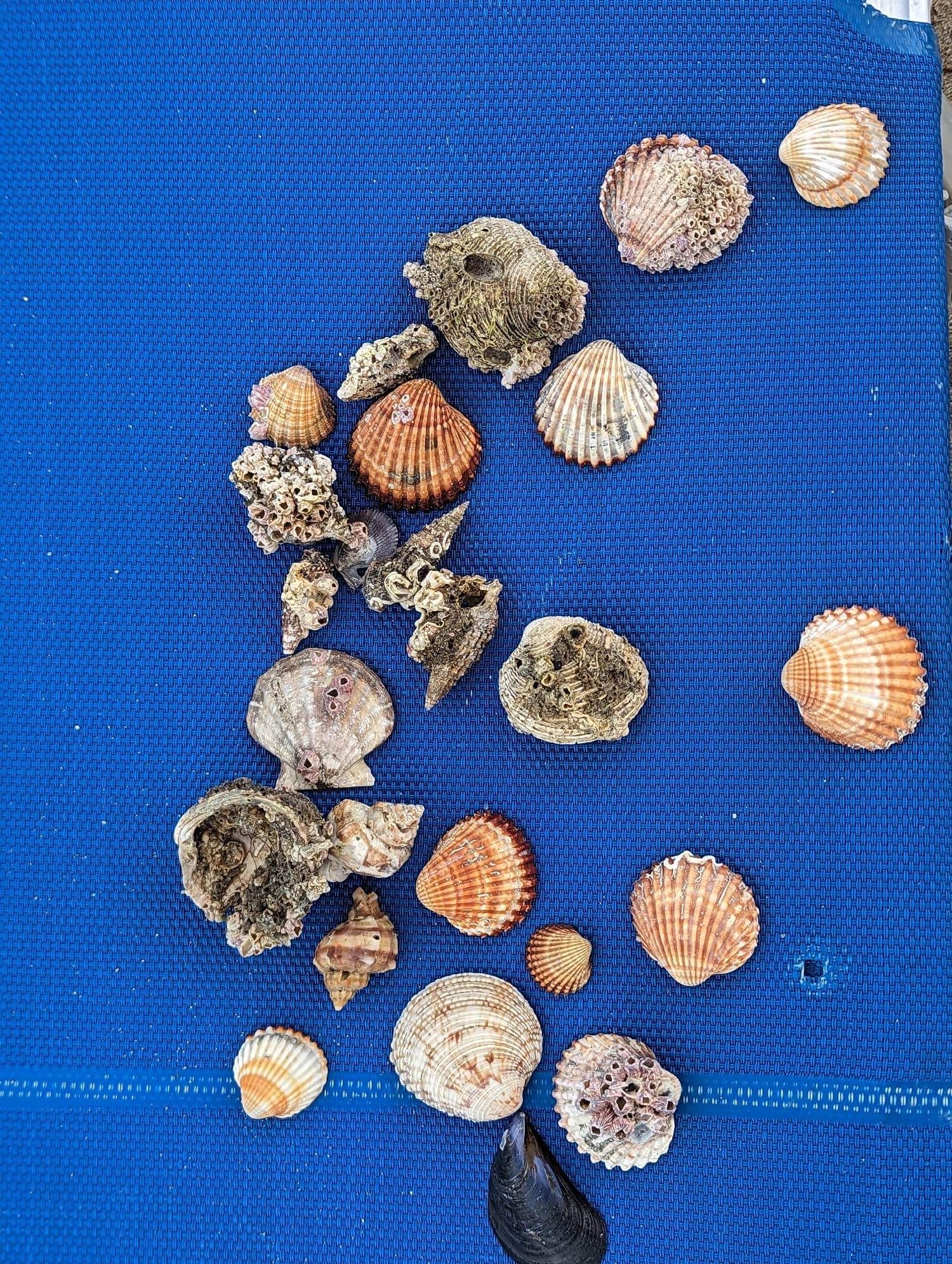 Assorted seashells and coral fragments scattered on a bright blue textured background.