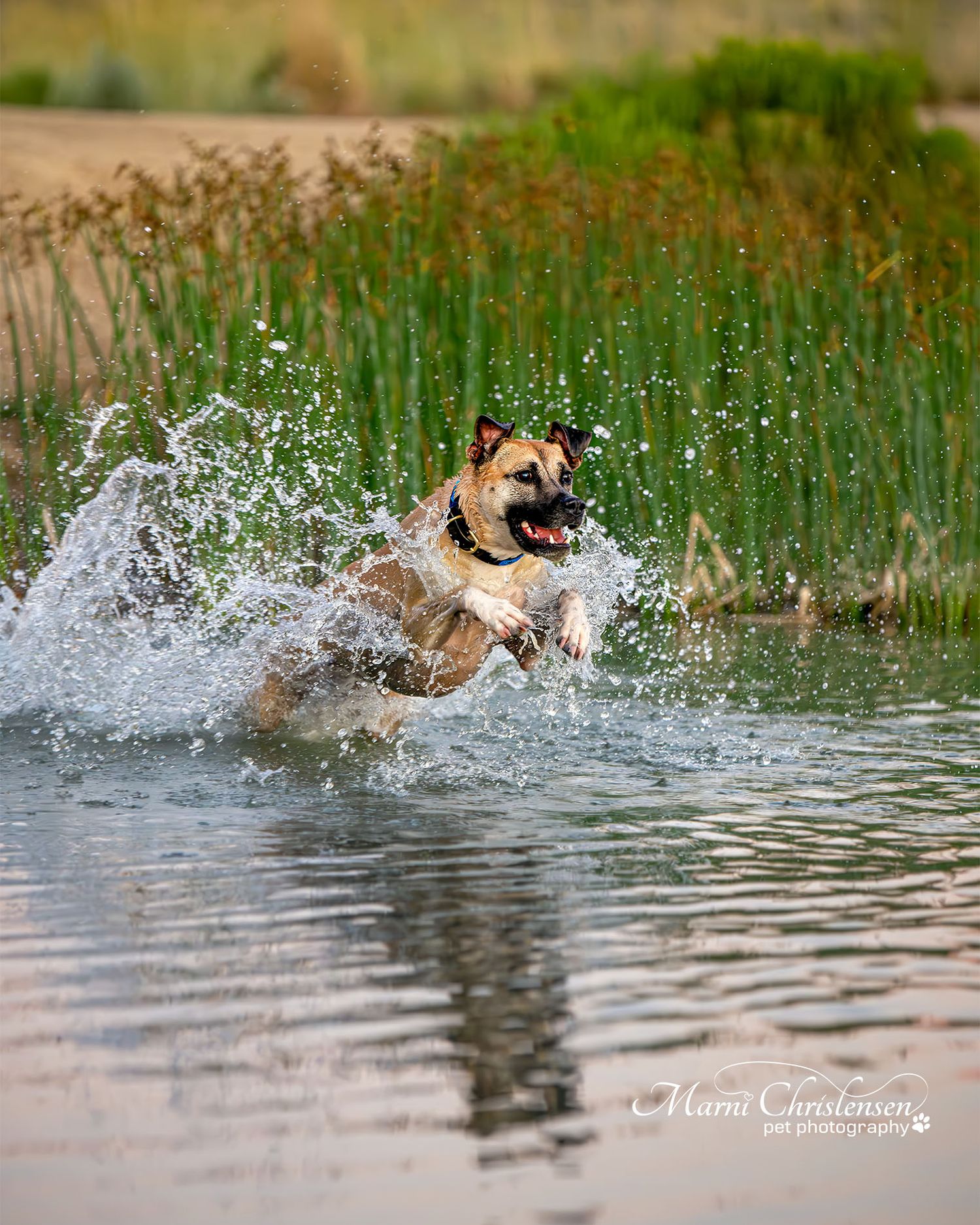 a dog jumping through the water chasing a stick