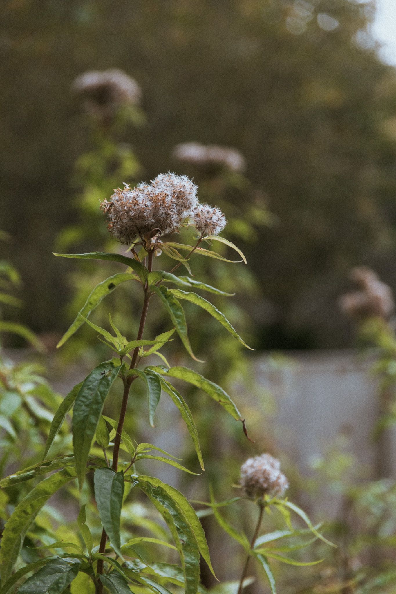 White fluffy wildflower blooms on tall green stems with narrow leaves in a natural garden setting.