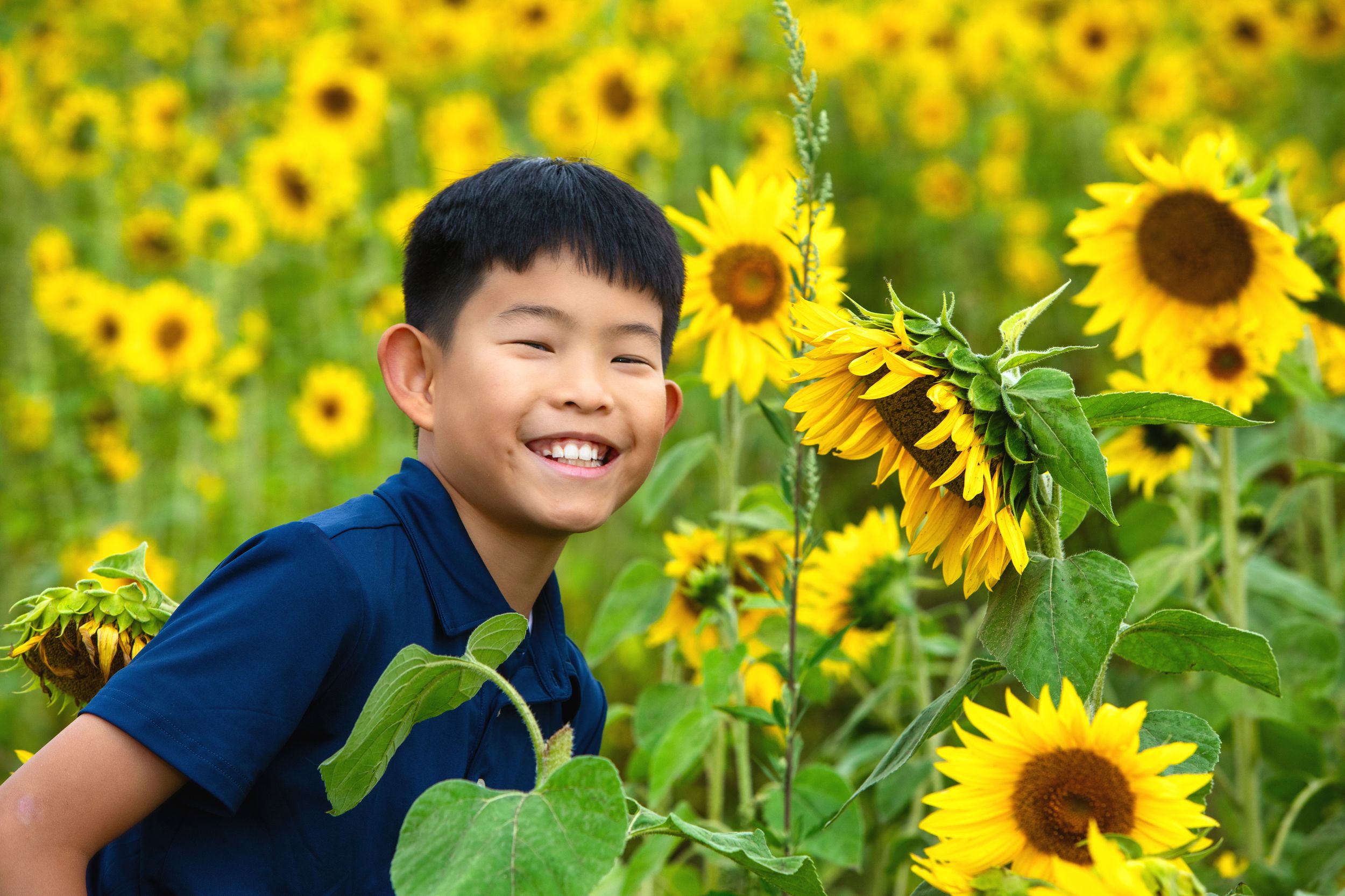 A joyful moment captured in a vibrant sunflower field on a bright summer day.