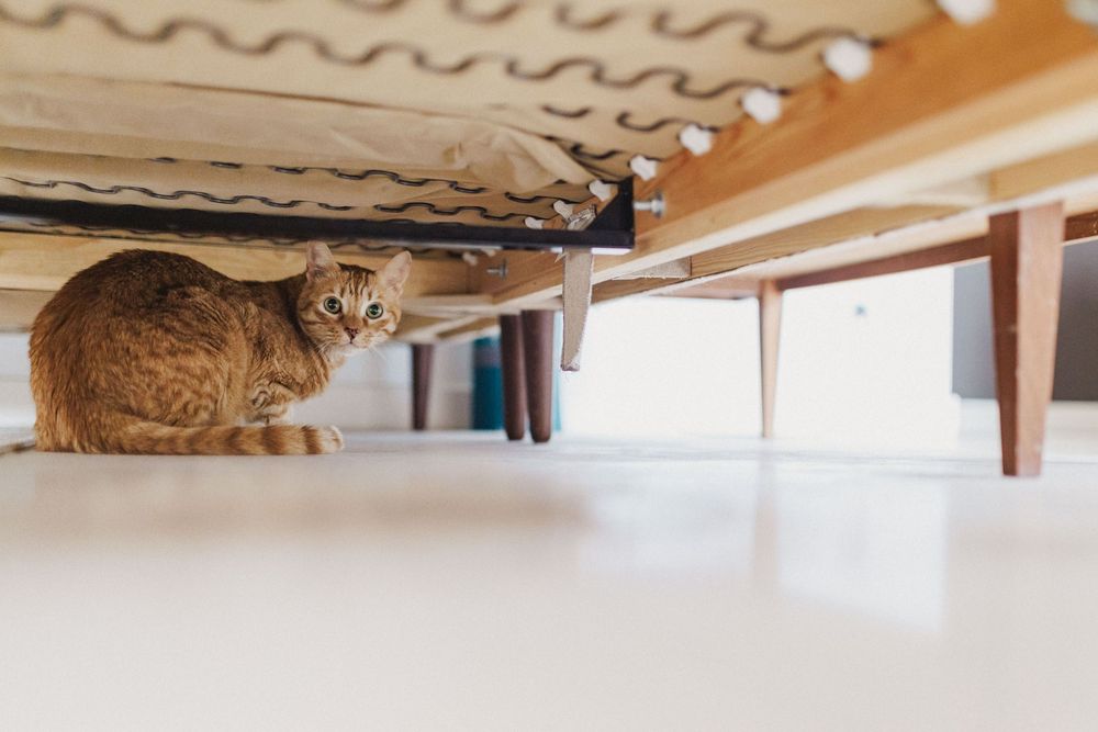 Cat hiding under the bed during relaxed wedding morning preparations at home.
