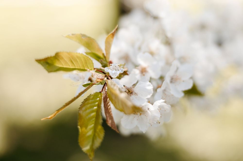 Delicate white cherry blossoms bloom on a branch with fresh green leaves against a soft blurred background.