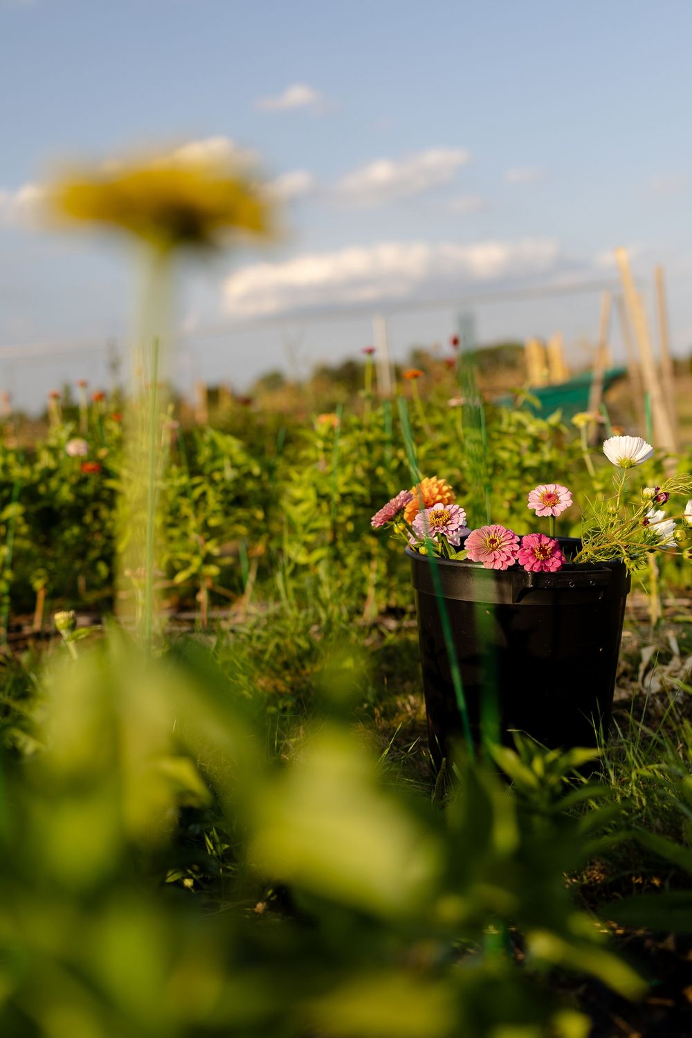Pink and white gerbera daisies bloom in black containers against a soft-focus garden background under blue sky.