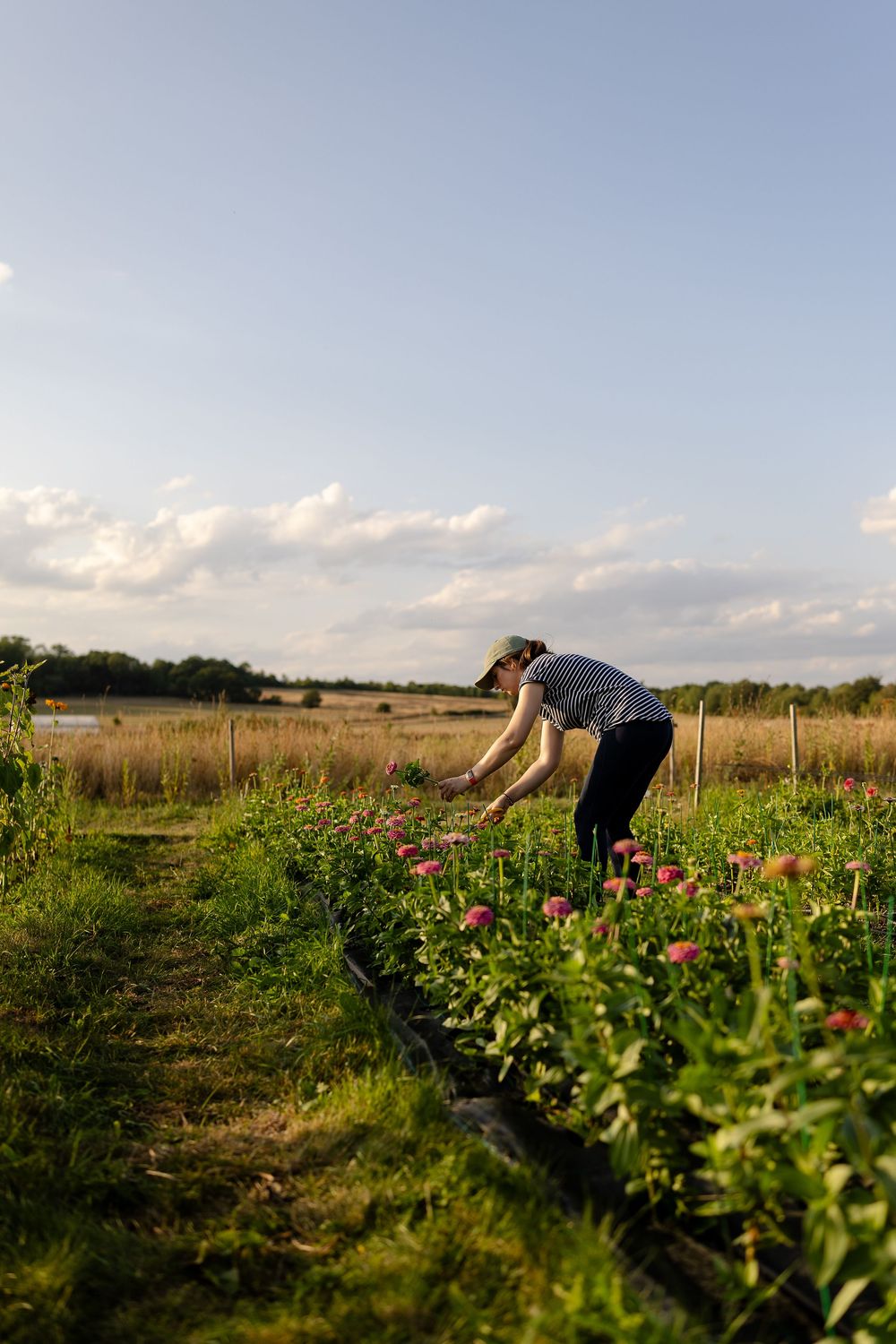 Person tending to a flower garden in a rural field at sunset with tall grass and cloudy skies in the background.