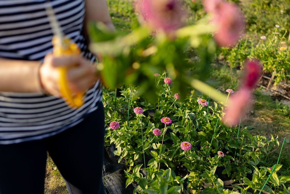 A person picks fresh pink cosmos flowers in a lush summer garden during golden hour sunlight.