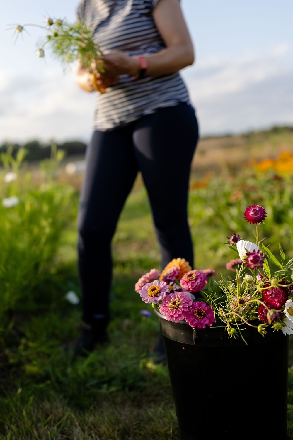 Colorful cosmos and zinnias bloom in a garden with a person standing in soft focus against a natural outdoor background.