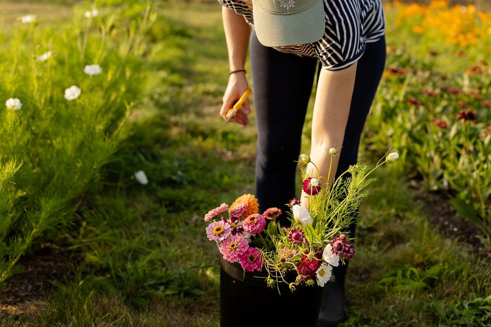 Person holding a white watering can while tending to a vibrant garden filled with yellow and pink flowers.