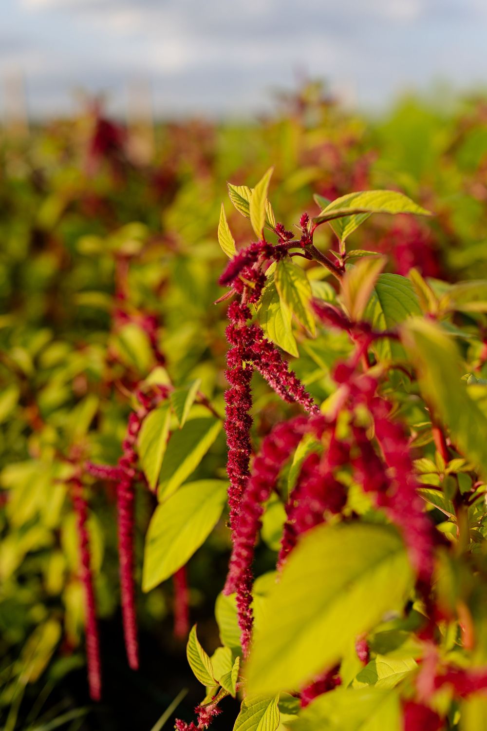 Close-up of vibrant red amaranth flowers with green leaves against a blurred garden background.