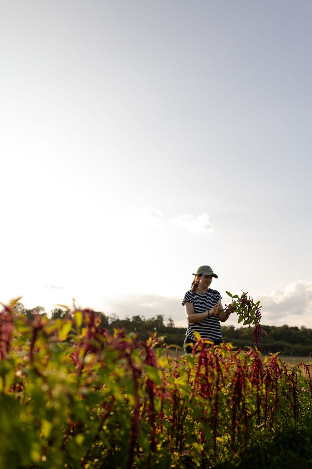 A person wearing a hat tends to a field of vibrant red quinoa plants during sunset.
