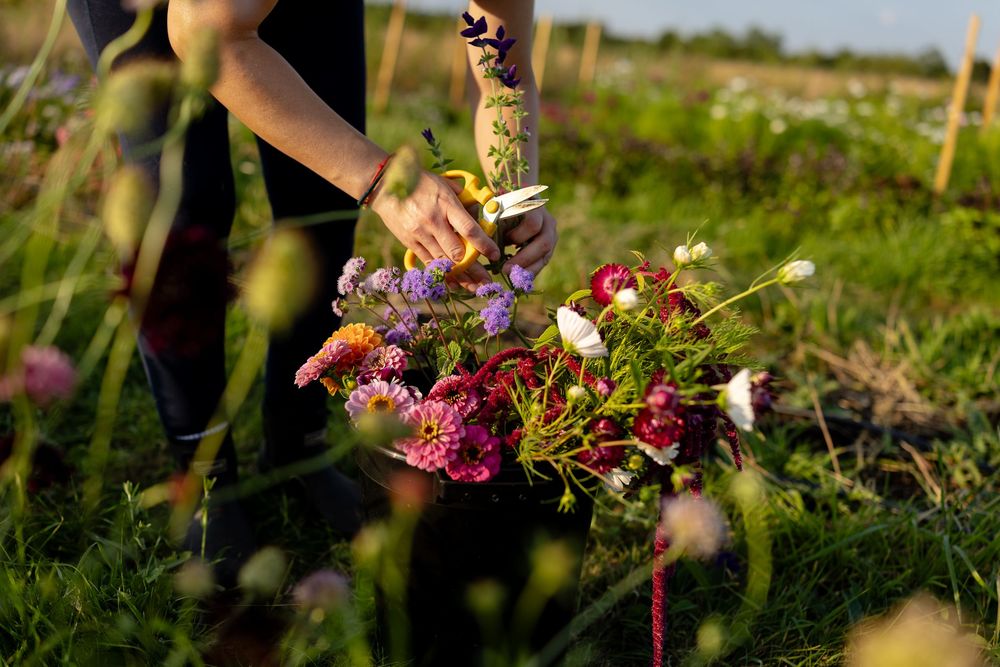 A person's hands gently picking fresh colorful flowers in a sunlit garden during golden hour.