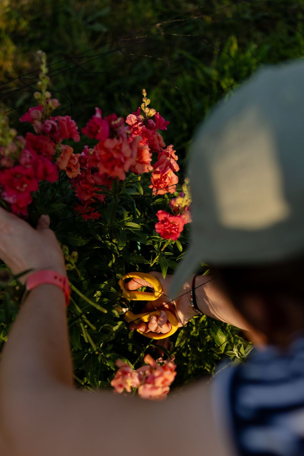 Close-up of hands picking vibrant pink and coral flowers in a garden during golden hour.