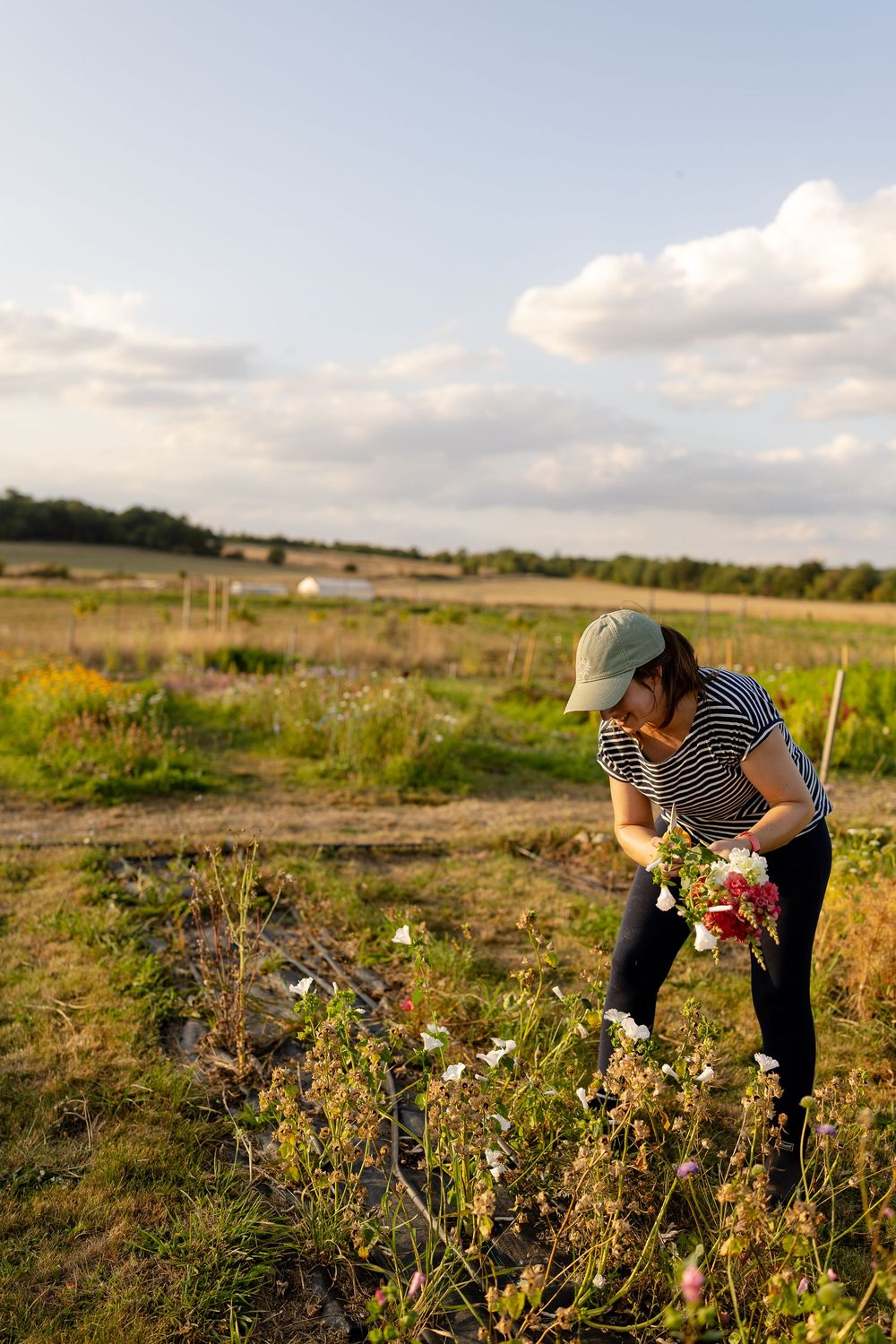A person in a striped shirt and hat crouches down to photograph wildflowers in a sunny meadow.
