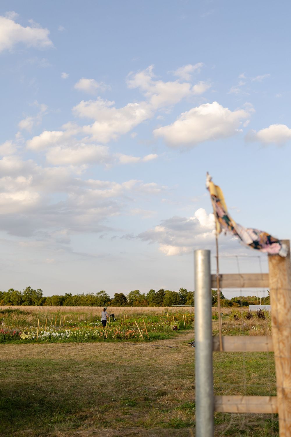 Dog leaping high in the air to catch a toy against a cloudy summer sky in a rural field setting.