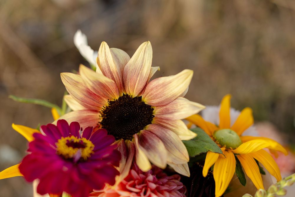 Colorful sunflowers and dahlias bloom in vibrant shades of yellow, pink and burgundy against a dark background.