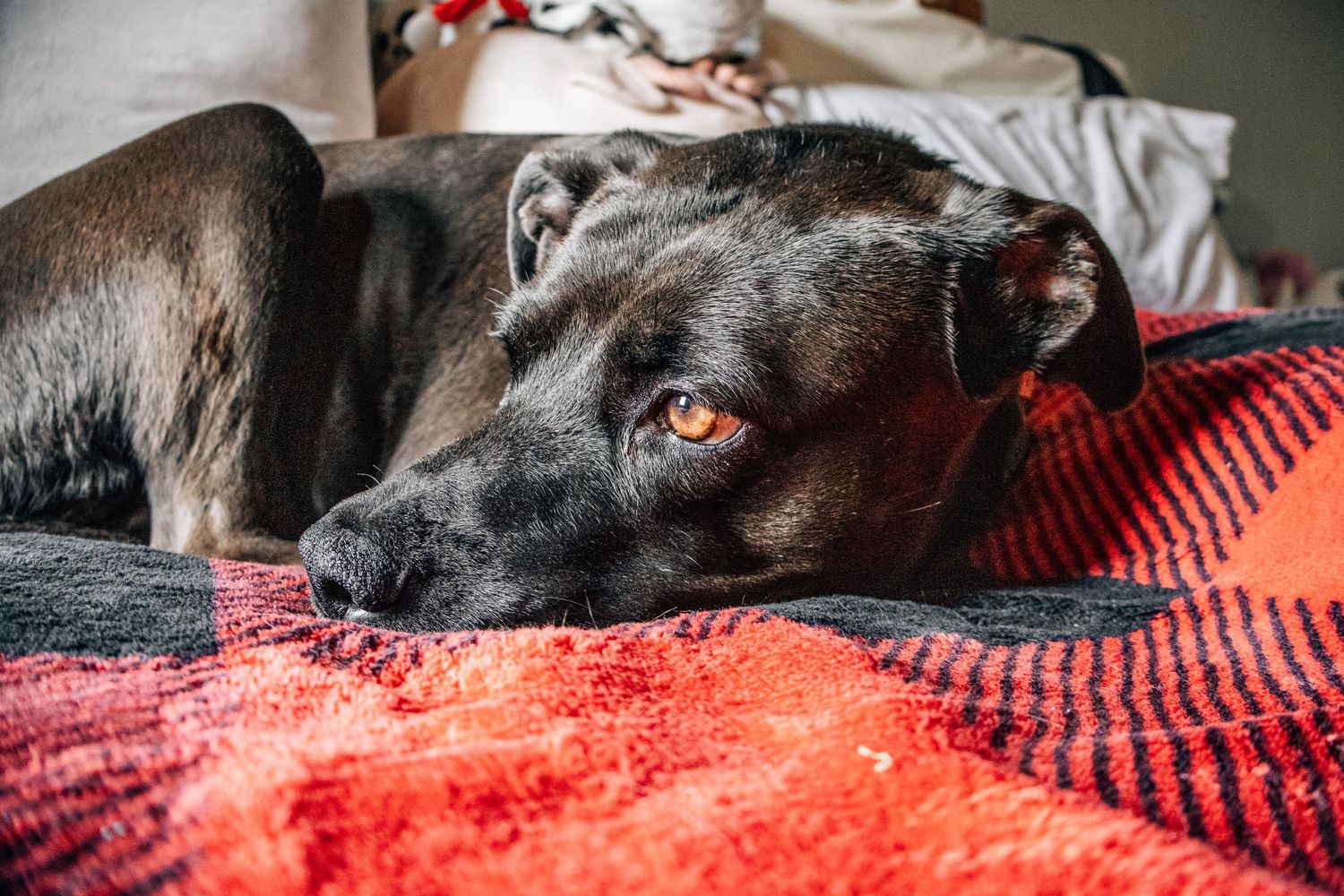 A black dog with soulful amber eyes rests its head on a vibrant red and black plaid blanket.