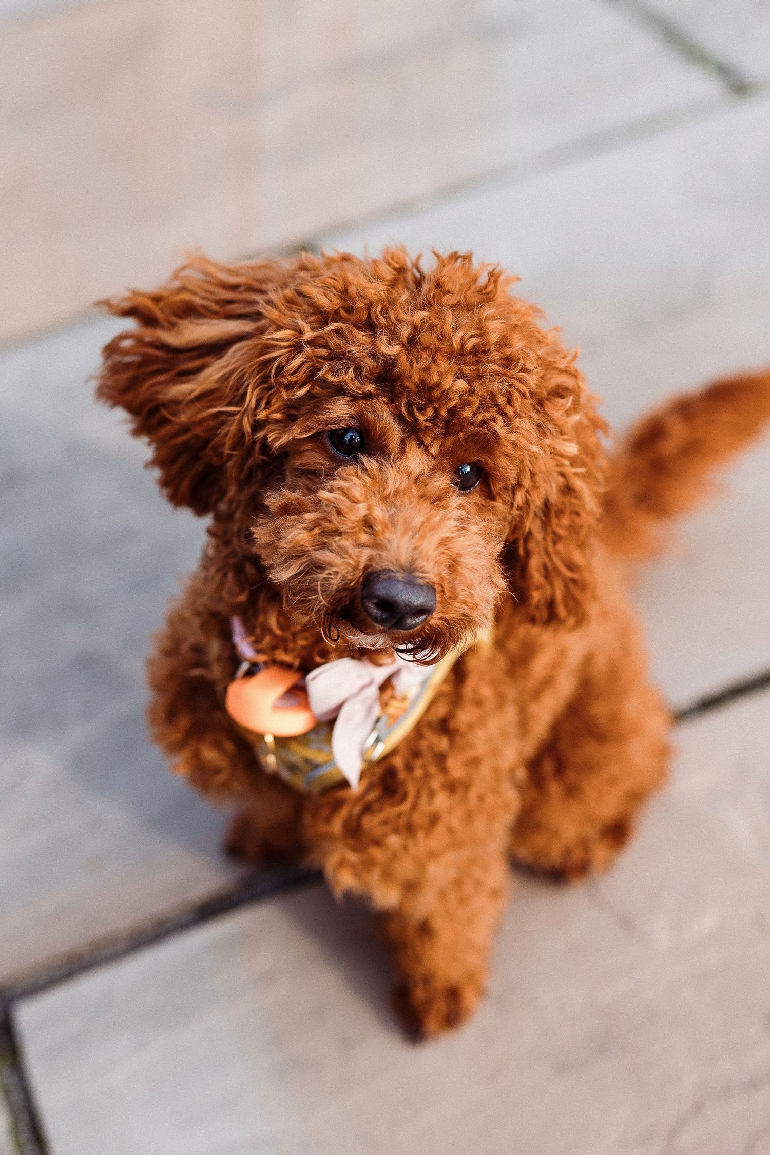 A red toy poodle with curly fur lying on a wooden deck while chewing on a bone.