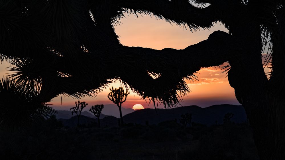 Joshua Tree National Park photography
