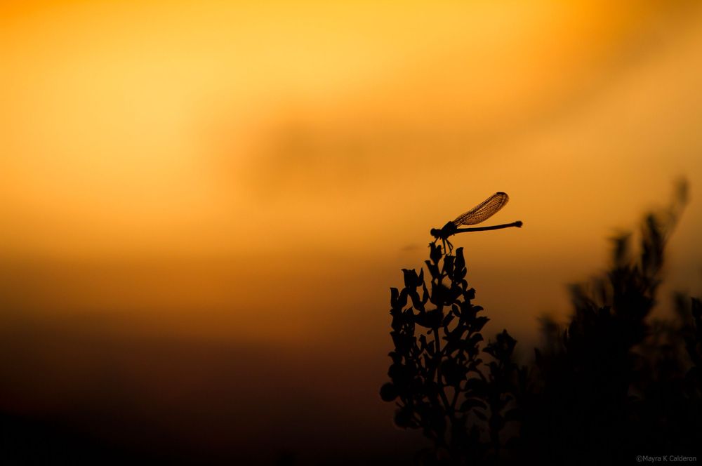 bigbendfirefly
