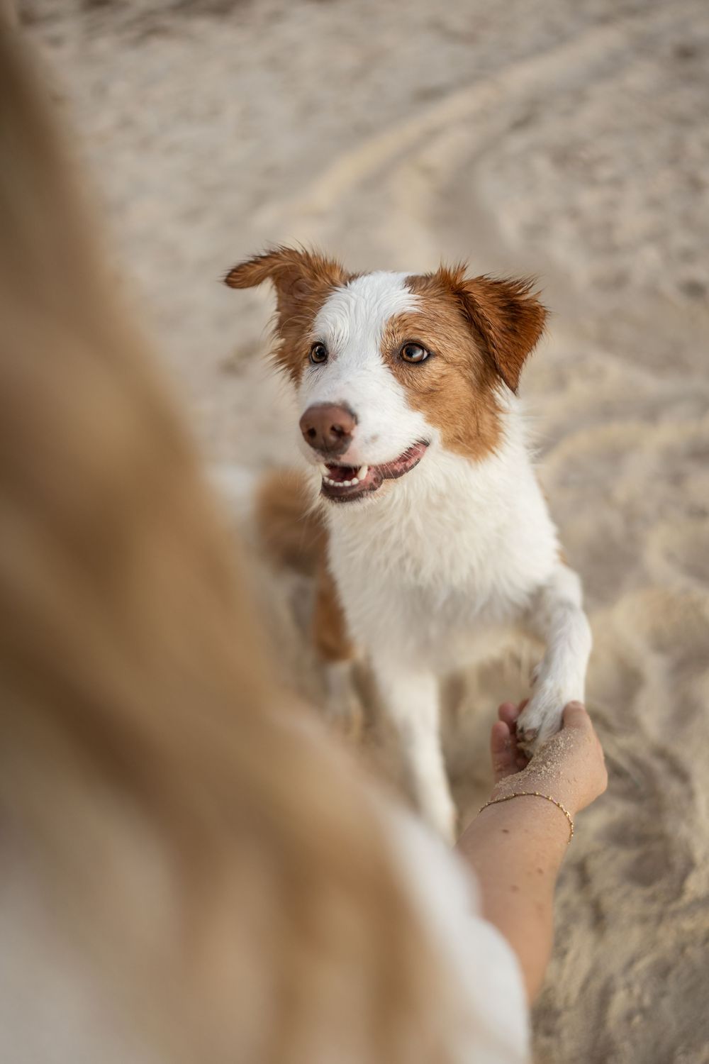 A happy brown and white Border Collie sits on sandy beach, giving paw to a person's hand.