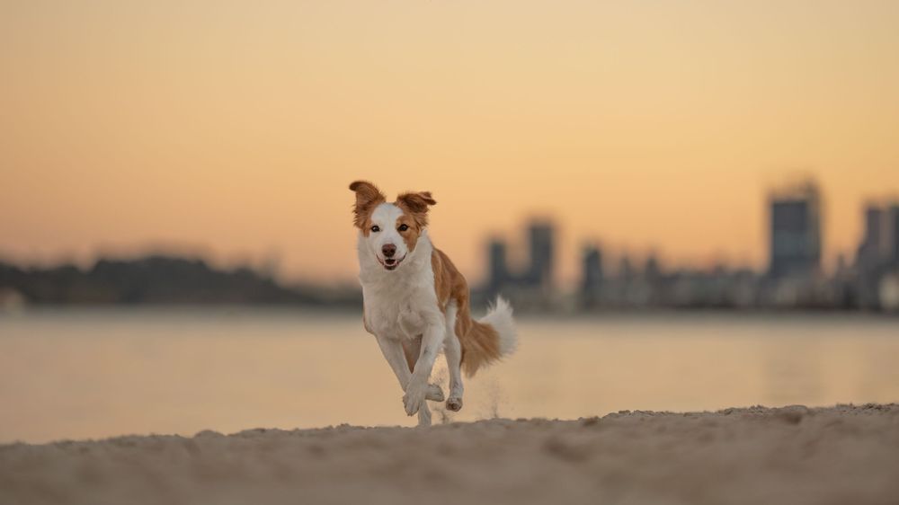 A brown and white Border Collie runs playfully on a sandy beach at sunset with a city skyline in the background in Applecross.