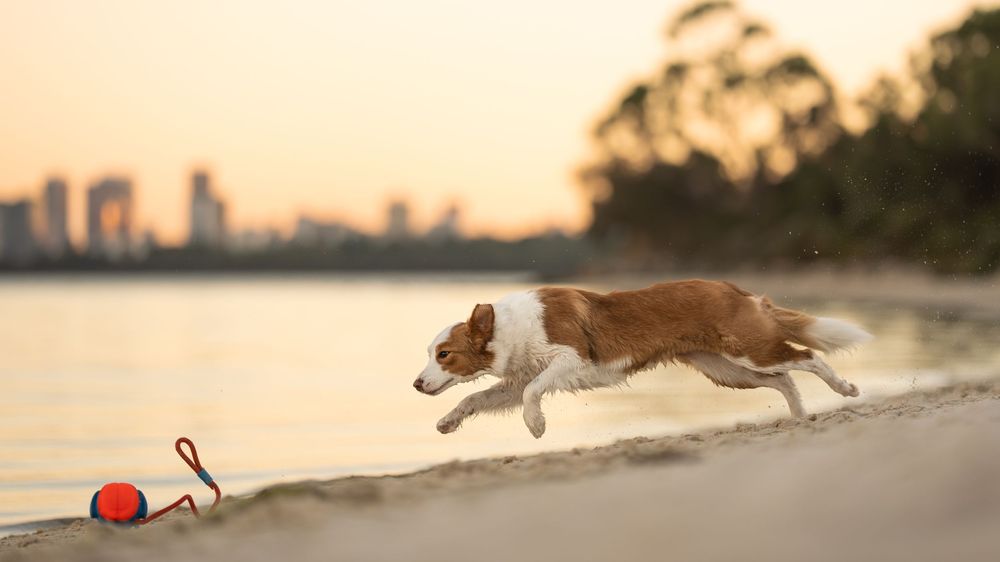 Orange and white Border Collie leaps along a sandy beach toward a red ball toy at sunset at Applecross Perth.