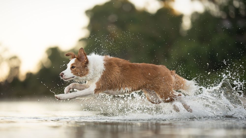 A brown and white Border Collie dog running energetically through shallow water with splashes flying around in Applecross, Perth