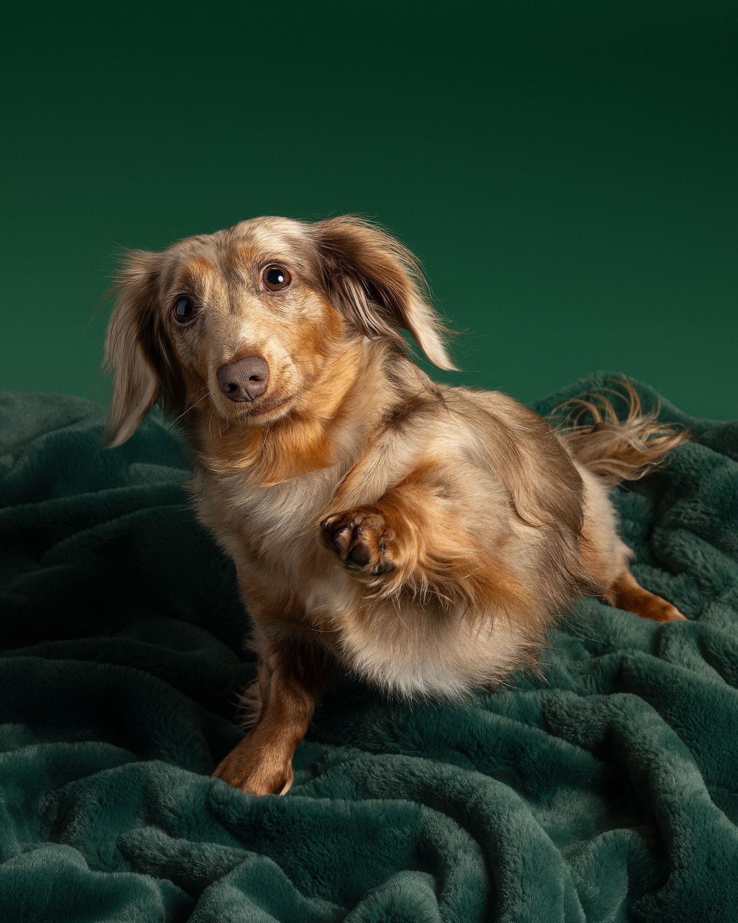 Long-haired dachshund waving on dark green velvet blanket in studio portrait series.