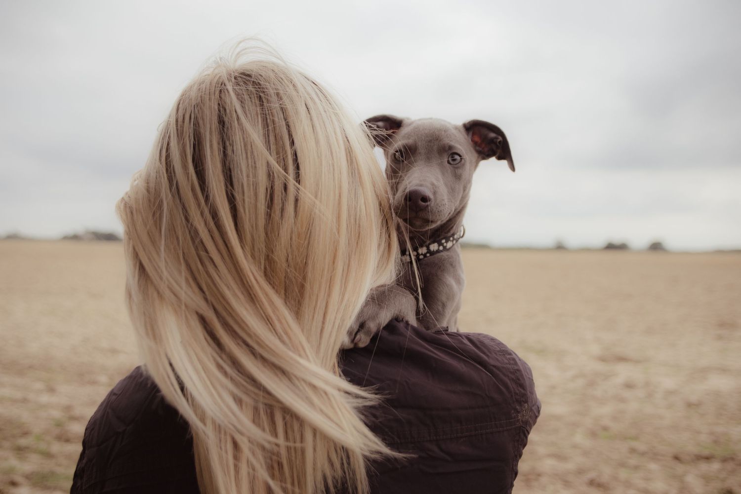All Scene Images, is a professional outdoor dog and portrait photographer based in Harwich, Essex, UK. Investment and process.