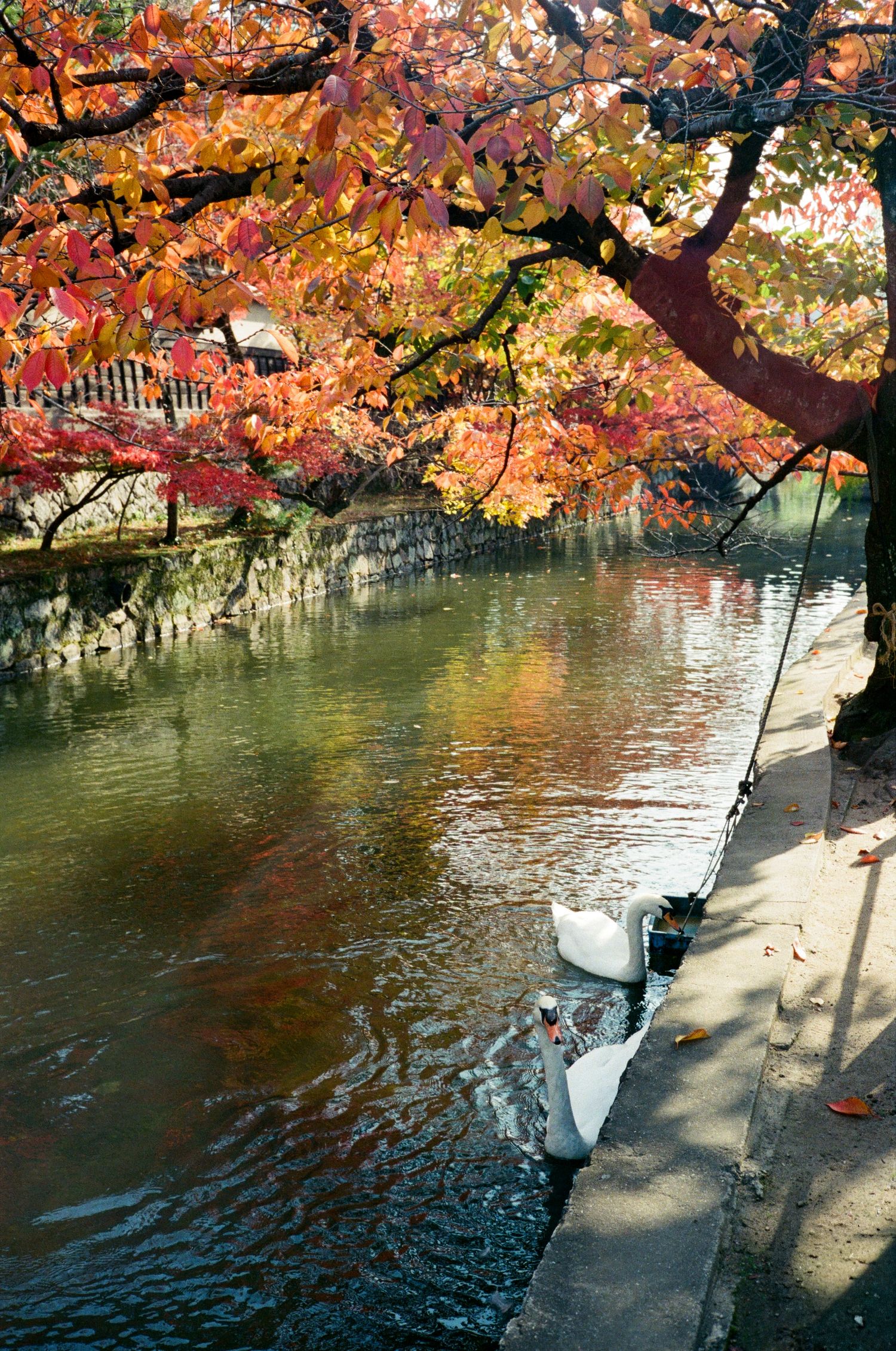 Autumn maple trees with vibrant red and orange leaves hang over a tranquil pond with stone embankment reflecting the foliage.