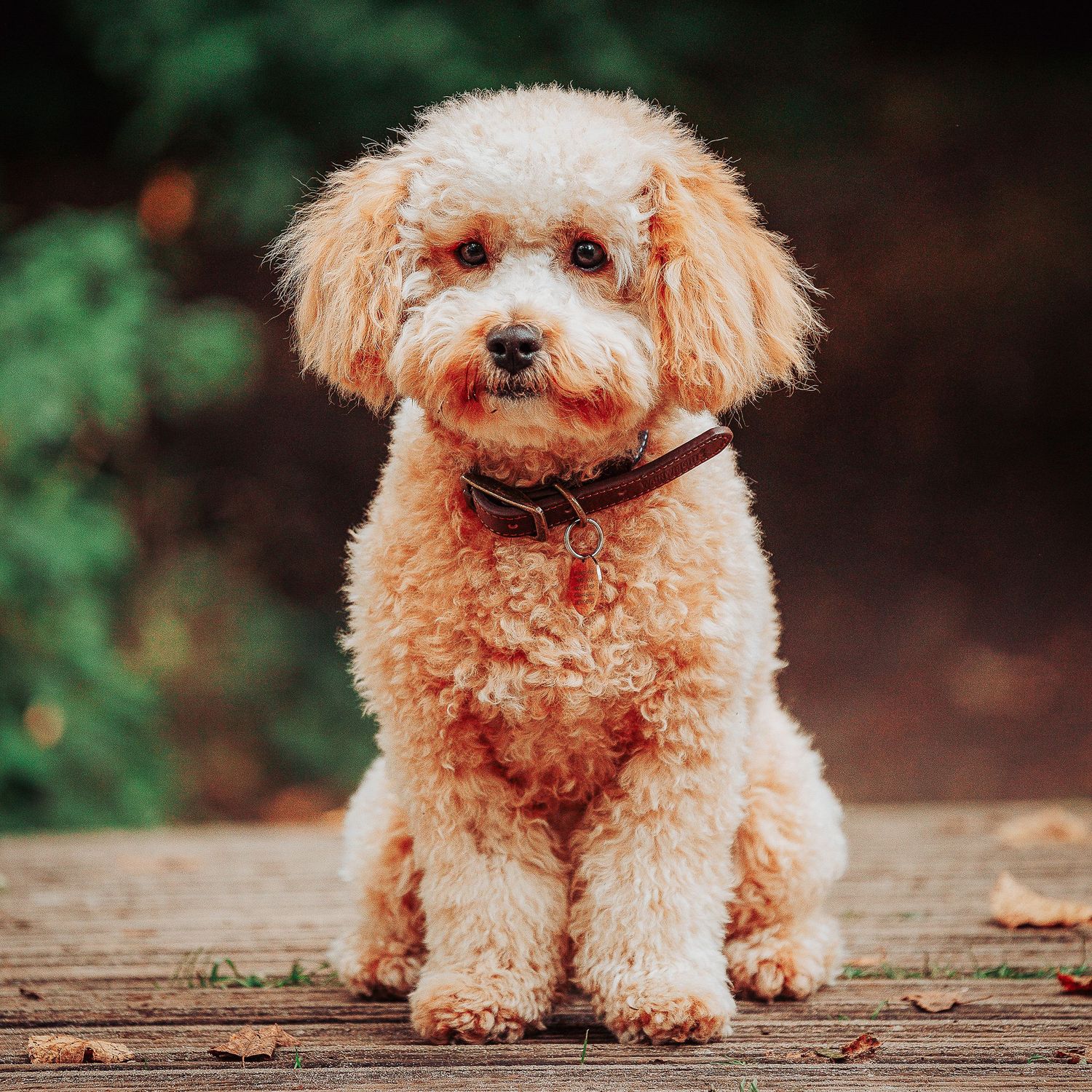 Image of a cavapoo dog taken during a mini shoot.  Sitting on a bridge in a forest location.